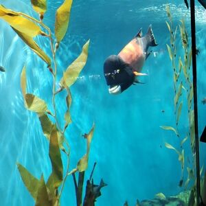 Eyeshadow and Lip palettes small nick on lippy NEW/UNUSED